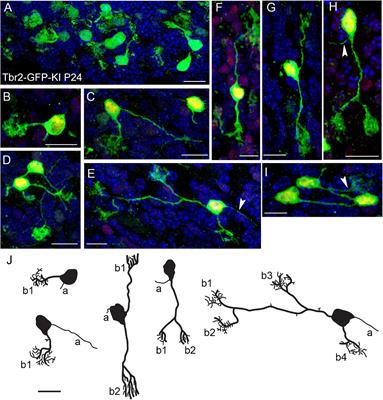 Unipolar (Dendritic) Brush Cells Are Morphologically Complex and Require Tbr2 for Differentiation and Migration